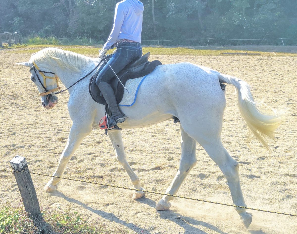 乗馬体験の様子