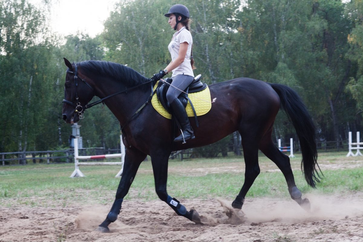 乗馬体験のようす